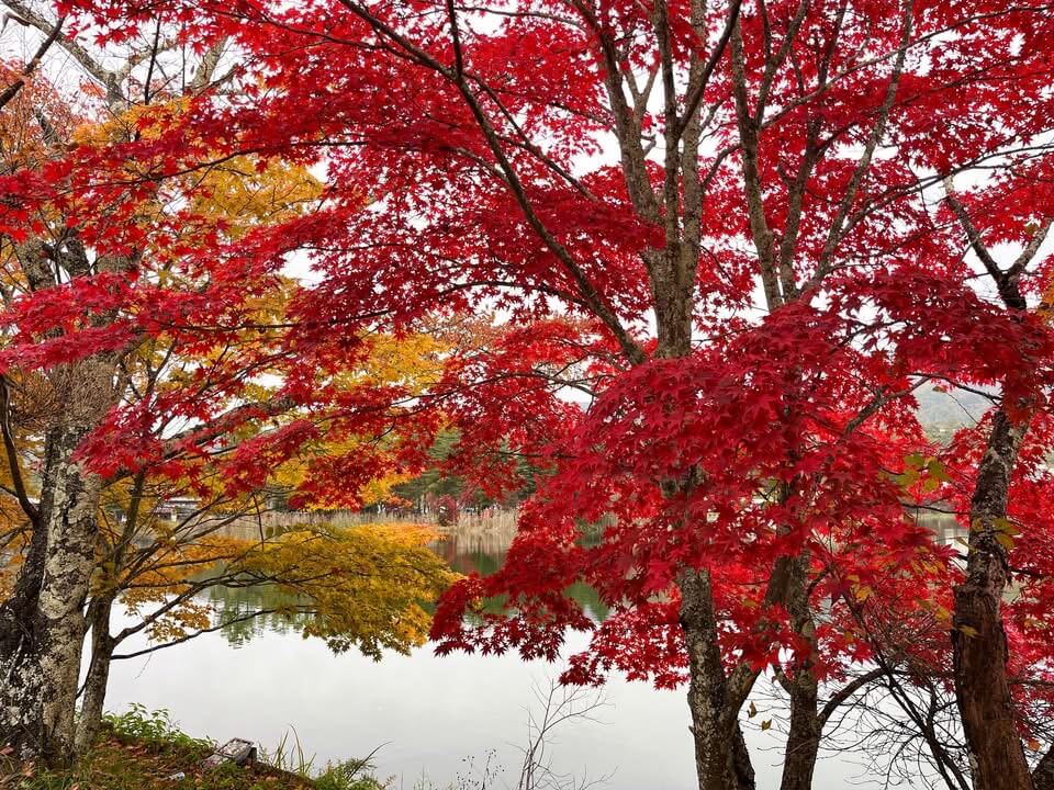〜蓼科湖紅葉状況・11月1日〜