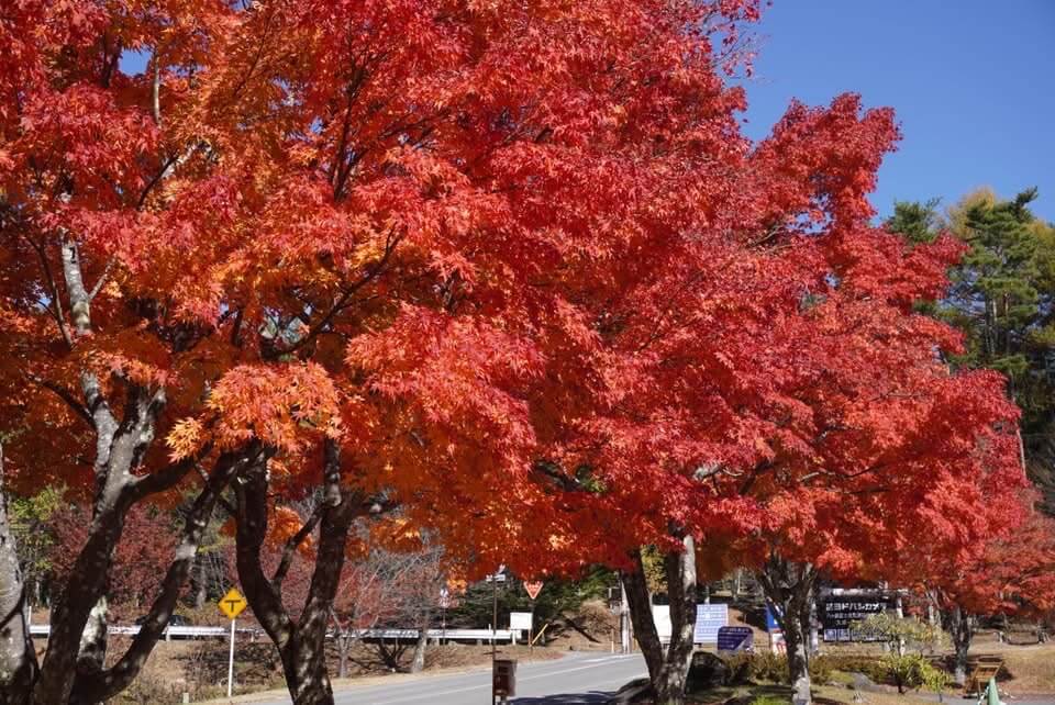 〜紅葉状況　富士見高原〜