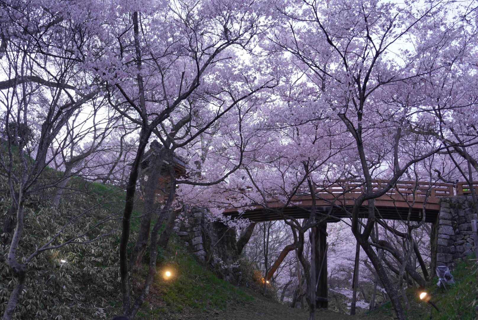 〜高遠さくら祭り2026　始まりました／高遠城址公園　〜