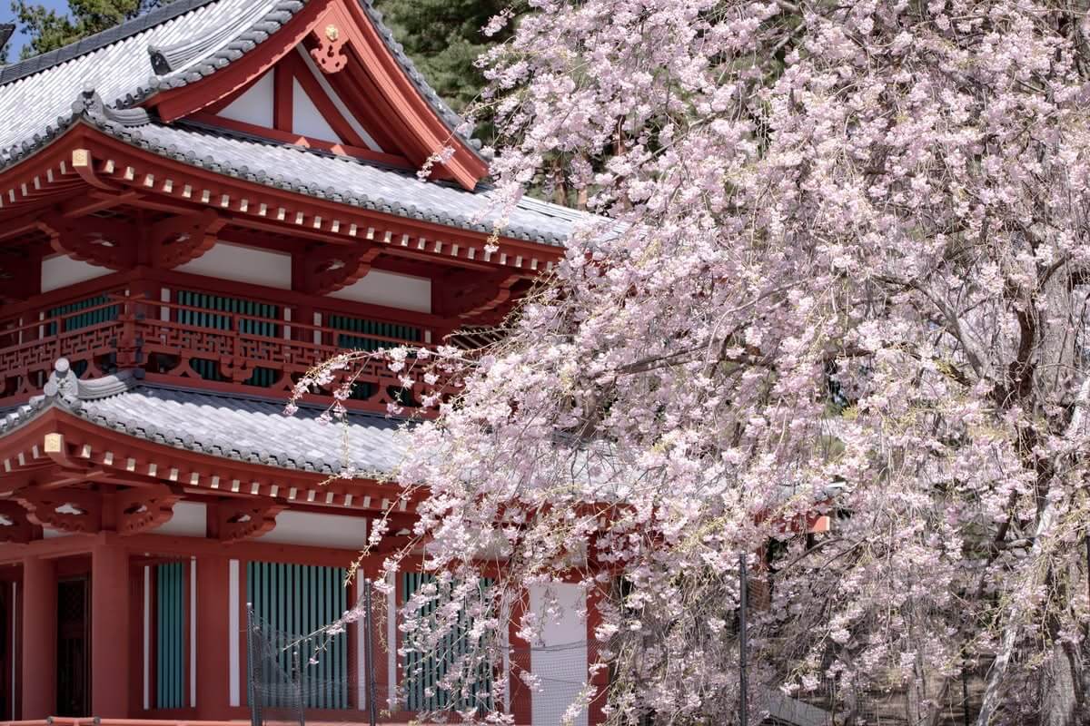 〜蓼科の桜フォトアルバム〜　