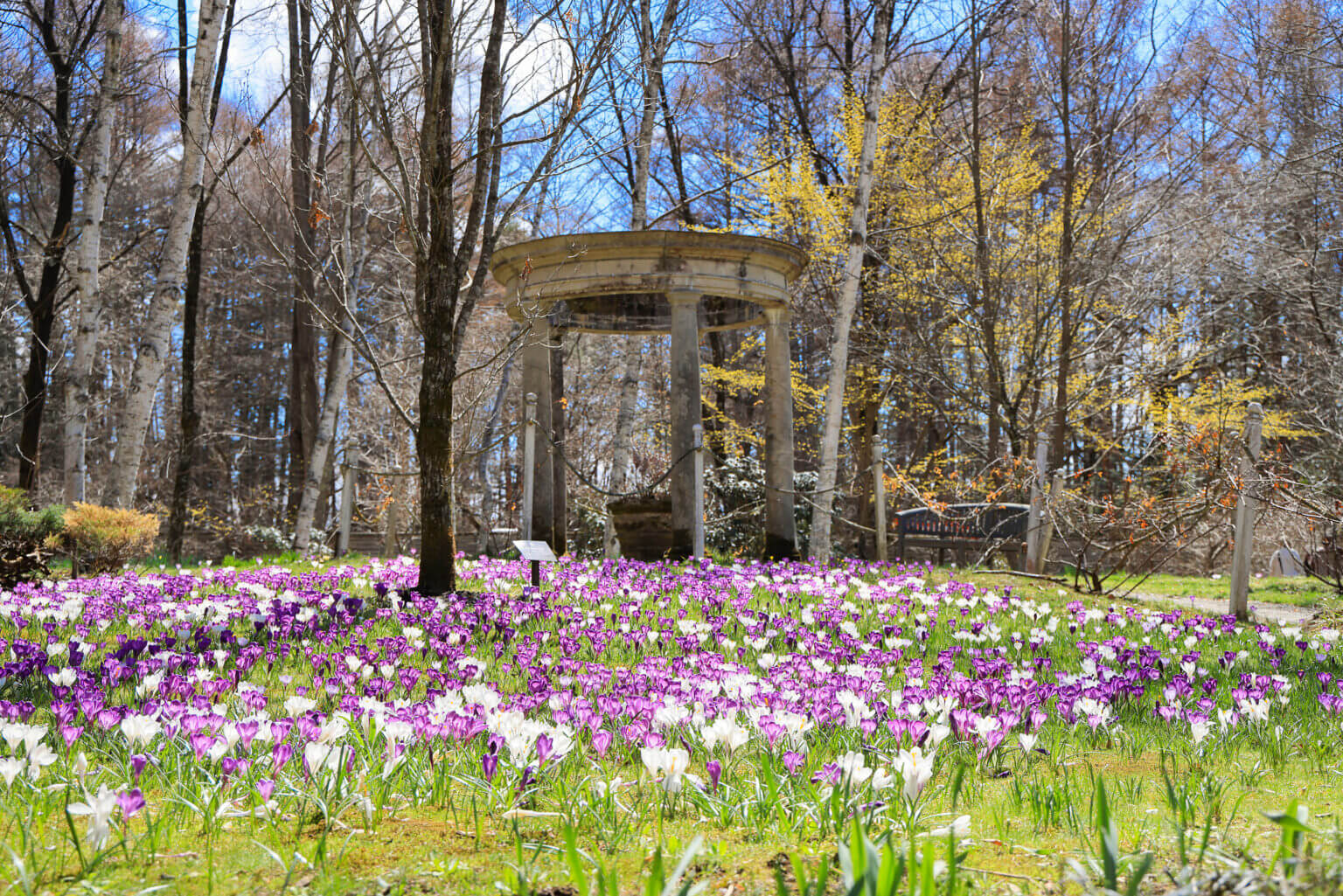 〜【長野県の隣県８県にお住まいの方】バラクラ入園料無料キャンペーン&早春のガーデンへ　横浜市民（神奈川県のみなさまも）無料デー　〜