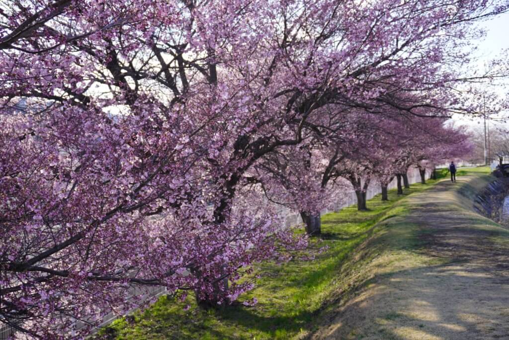 〜茅野市　宮川左岸沿いの桜並木　一気に開花が進みました〜