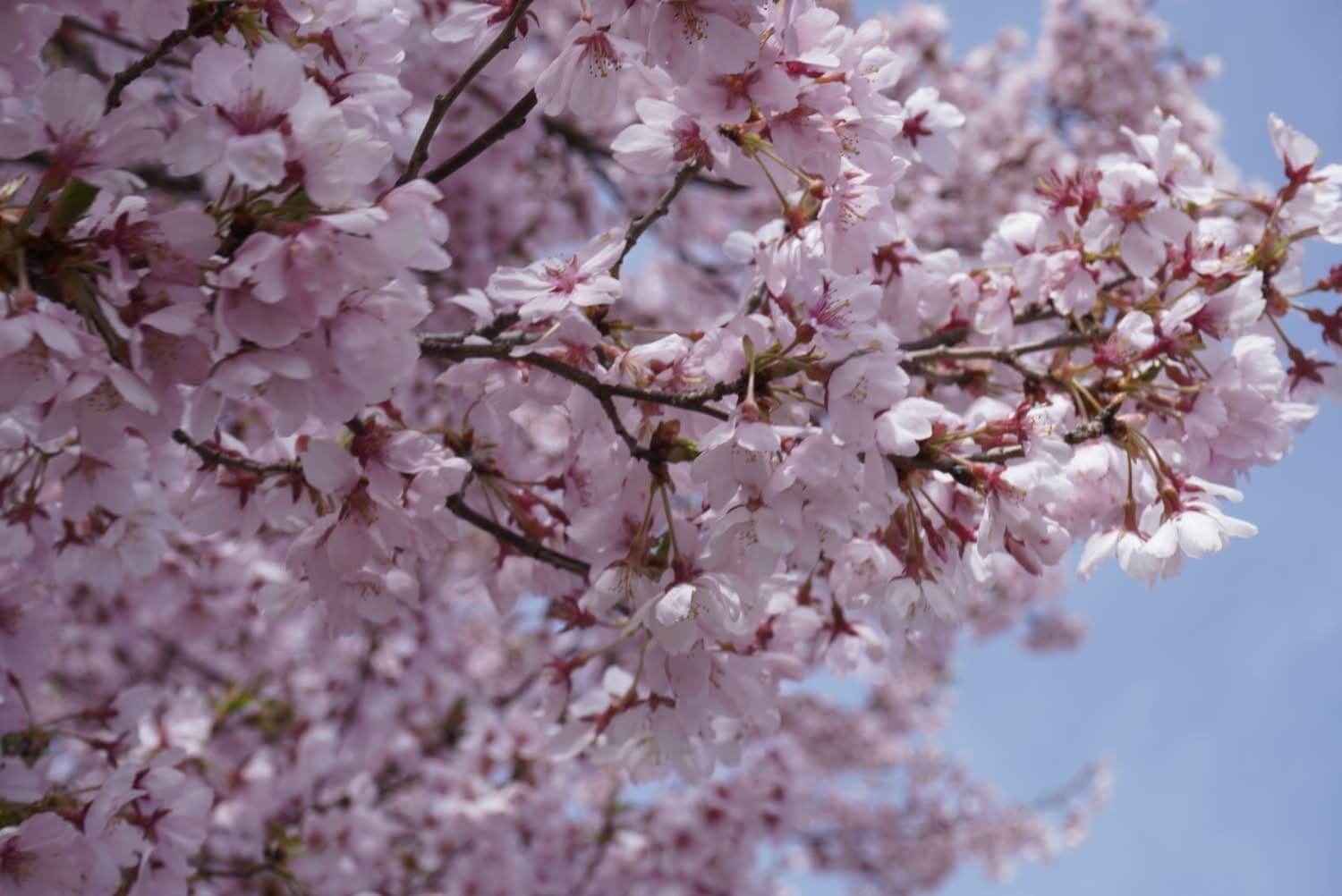 〜茅野周辺桜状況(4/9)〜