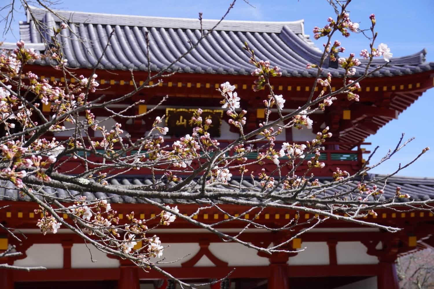 〜蓼科山聖光寺 開花し始めました〜