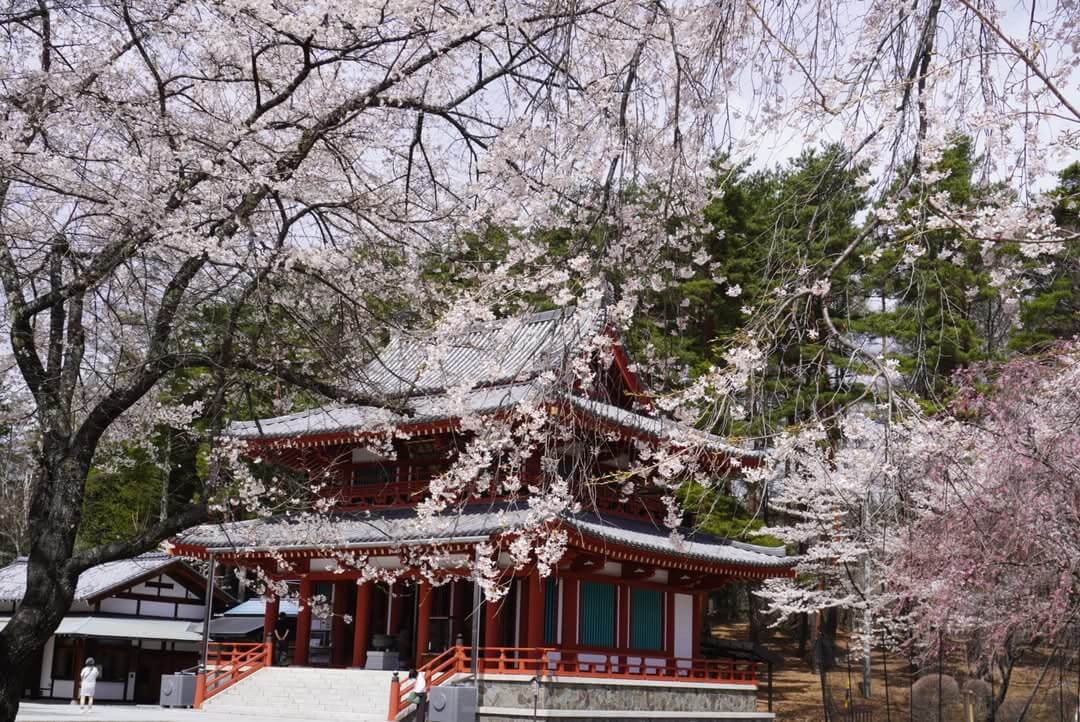 〜聖光寺の桜　見頃です〜