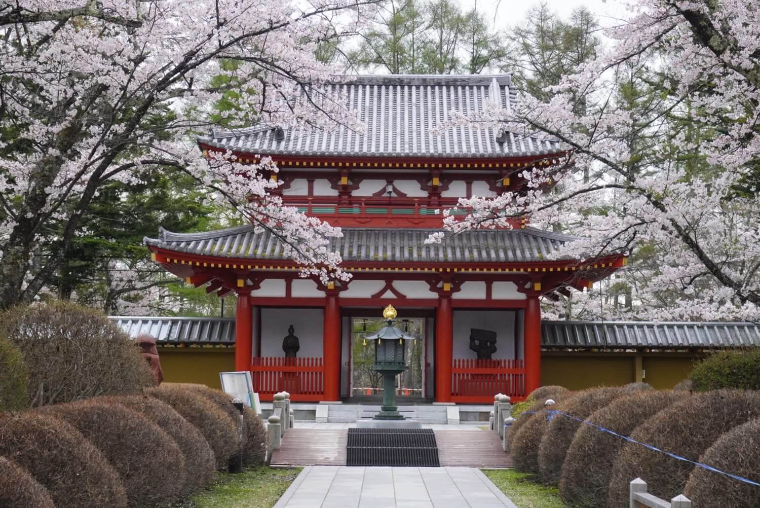 サムネイル_〜聖光寺の桜　4/22〜