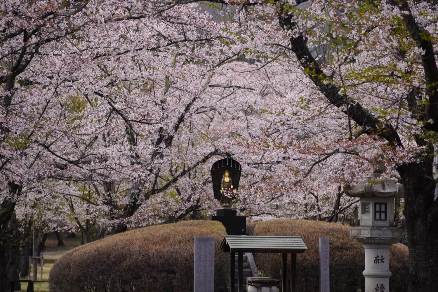 サムネイル_〜聖光寺桜の様子（4/26）〜