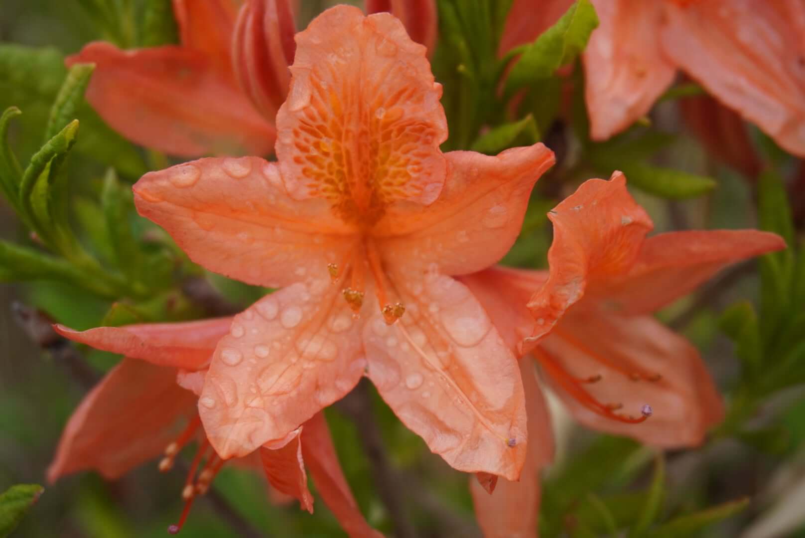 〜霧ヶ峰のレンゲツツジ開花状況〜