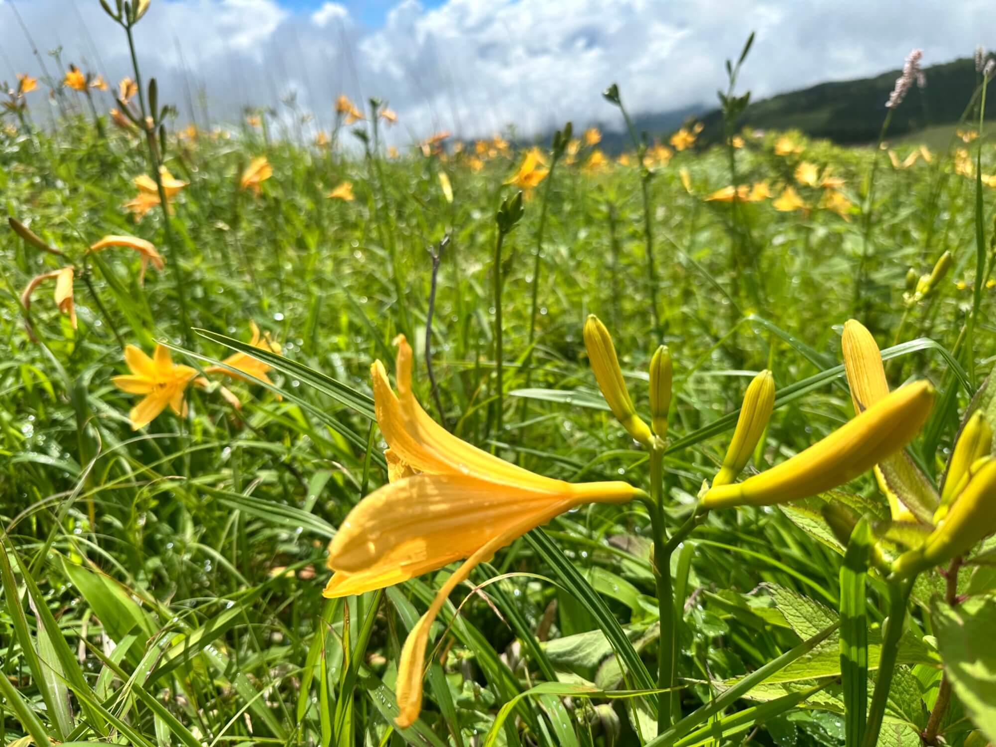 〜霧ヶ峰高原 ニッコウキスゲ開花状況 7月7日〜