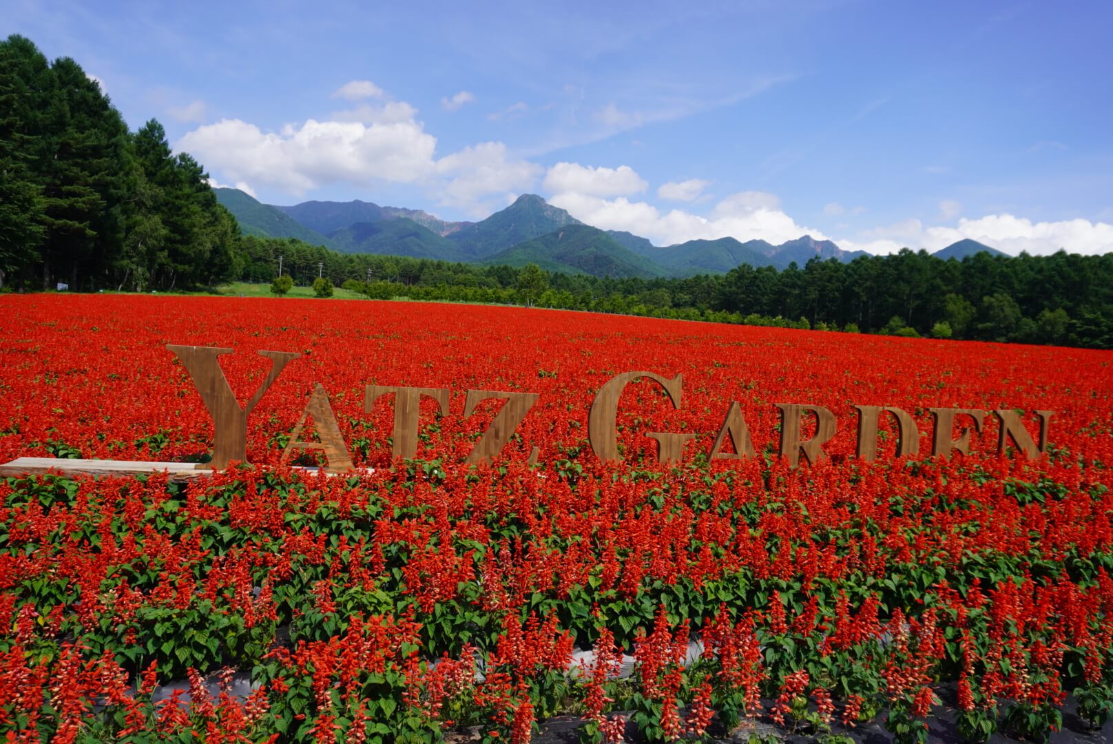〜YATZ GARDEN(ヤッツガーデン)赤いサルビアが見頃です〜
