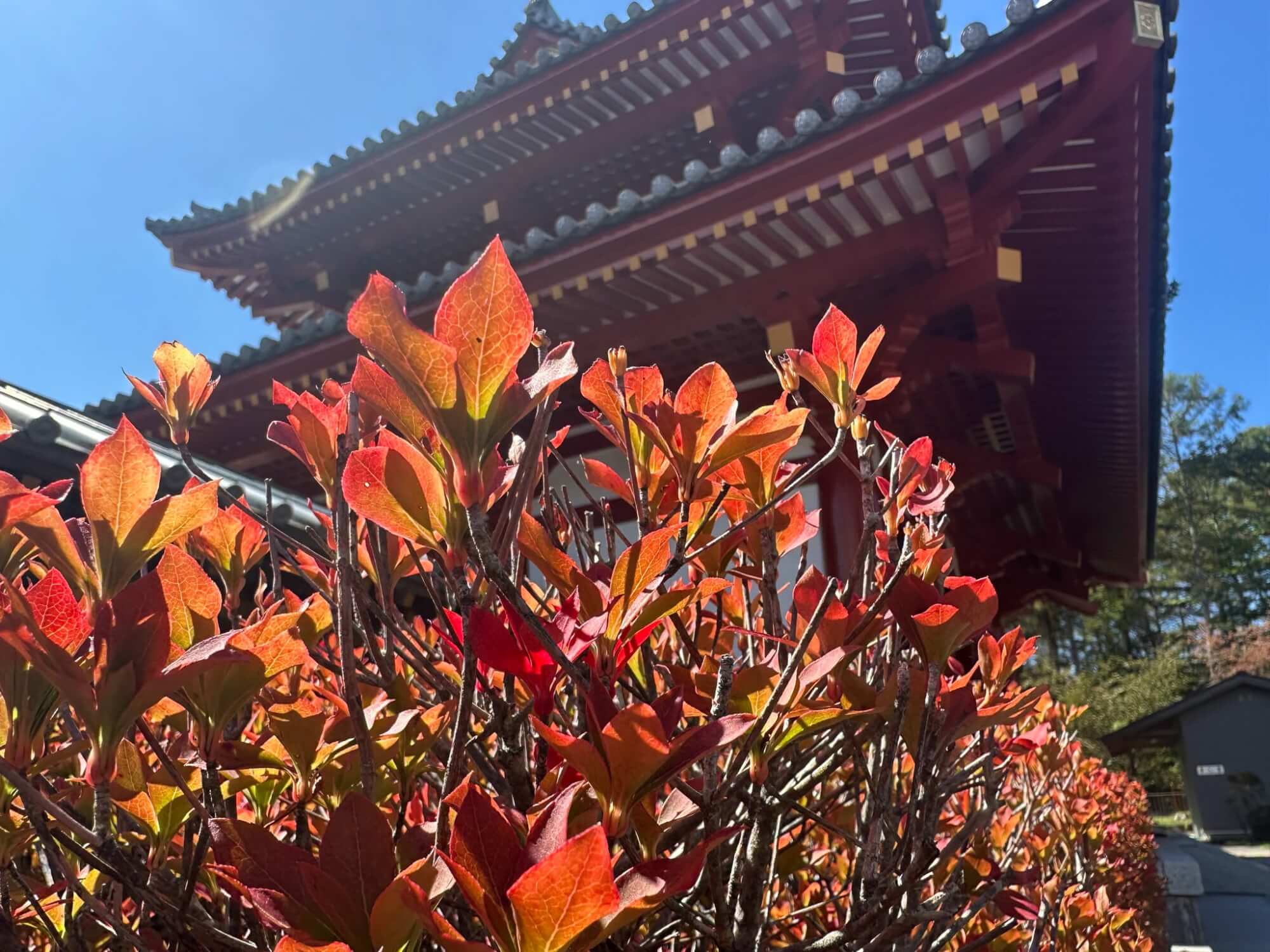〜蓼科湖周辺 紅葉情報(10月3日現在)〜