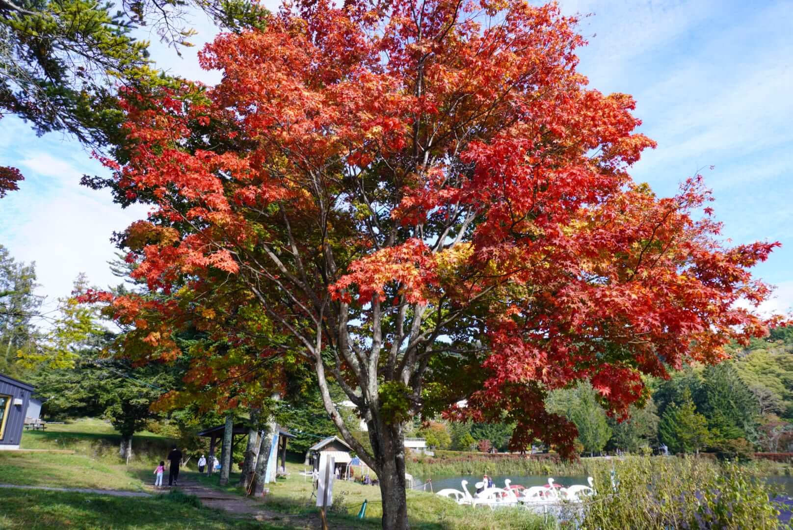 〜蓼科紅葉状況 10月12日〜