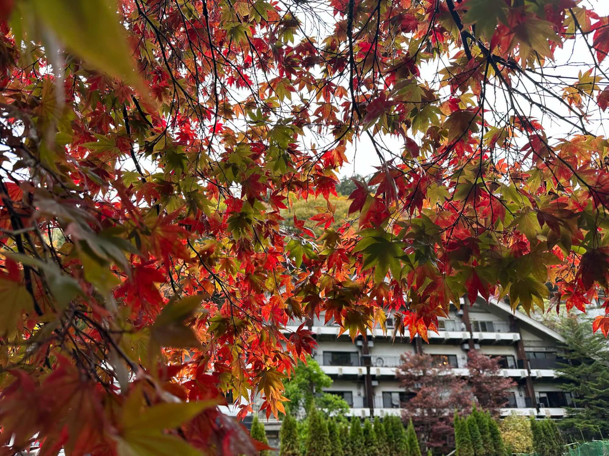 サムネイル_〜蓼科紅葉状況〜